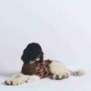 PRZYJEMNY DZIANINOWY SWETER DLA ZWIERZĄT PRZYJEMNY DZIANINOWY SWETER DLA ZWIERZĄT
